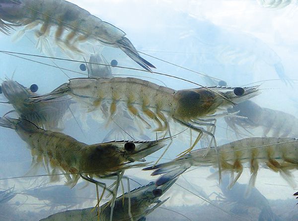 Live vannamei shrimp in aquaculture