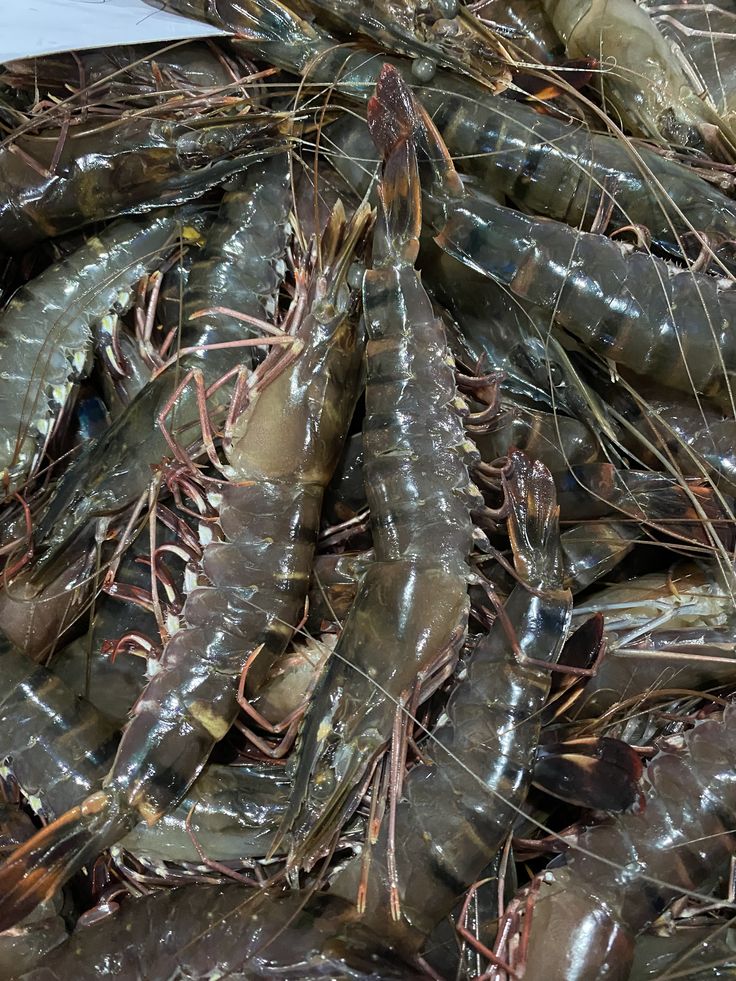 Black Tiger Prawn
