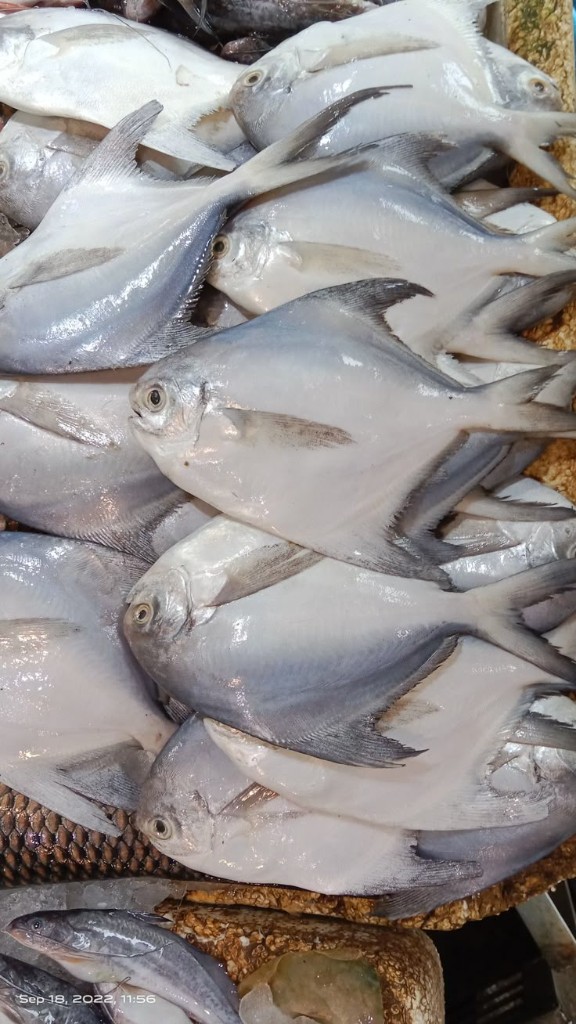 Silver Pomfret